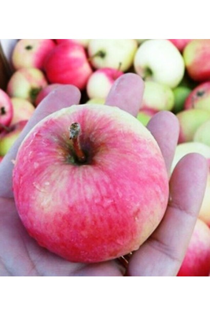 Яблуня домашня Мельба достиглі плоди